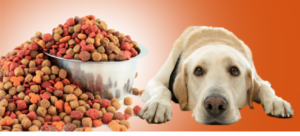 Alimentação caseira para cães